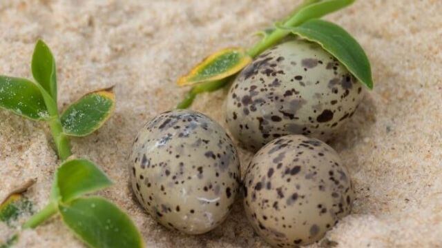 ittle-tern-eggs-Credit DPE